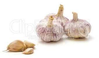 Common garlic isolated on white