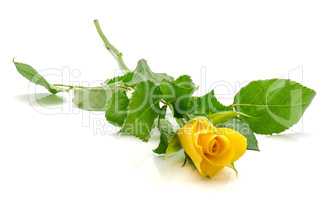 Fresh yellow roses isolated on white
