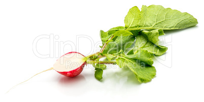 Fresh red radish isolated on white