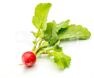 Fresh red radish isolated on white