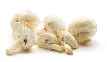 Raw champignons isolated on white