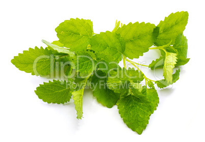 Fresh lime and melissa isolated on white