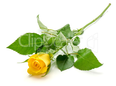 Fresh yellow roses isolated on white