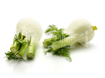 Fresh fennel isolated on white