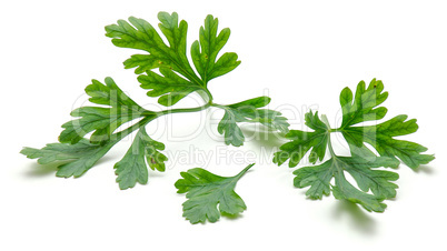 Fresh parsley isolated on white