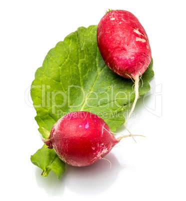 Fresh red radish isolated on white