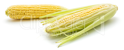 Fresh corn isolated on white