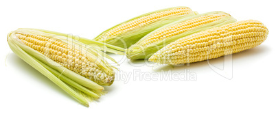 Fresh corn isolated on white