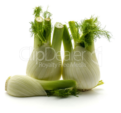 Fresh fennel isolated on white