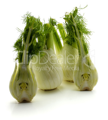 Fresh fennel isolated on white