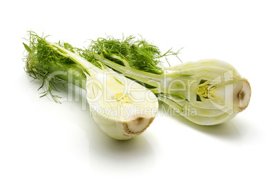 Fresh fennel isolated on white