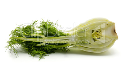 Fresh fennel isolated on white