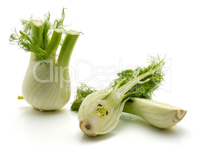 Fresh fennel isolated on white