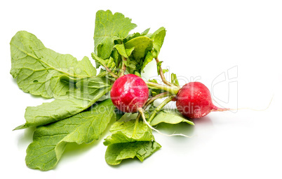 Fresh red radish isolated on white