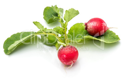 Fresh red radish isolated on white