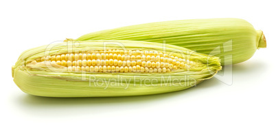 Fresh corn isolated on white