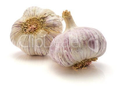 Common garlic isolated on white