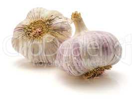 Common garlic isolated on white