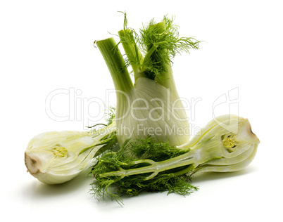 Fresh fennel isolated on white