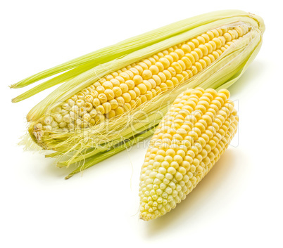 Fresh corn isolated on white