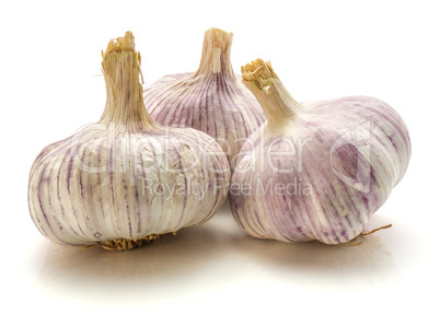 Common garlic isolated on white