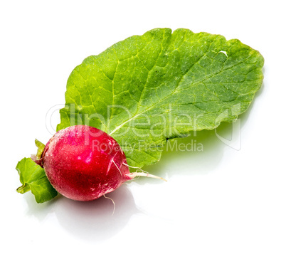 Fresh red radish isolated on white