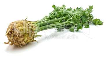 Fresh celery isolated on white