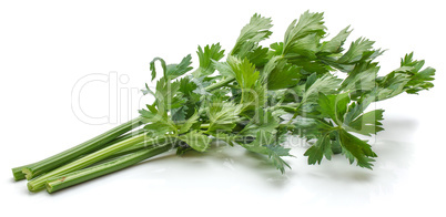 Fresh celery isolated on white