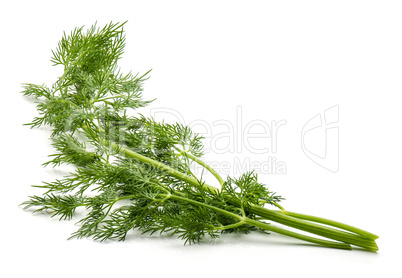 Fresh fennel isolated on white