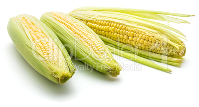 Fresh corn isolated on white