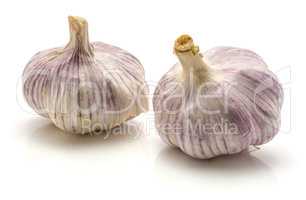 Common garlic isolated on white