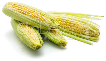 Fresh corn isolated on white