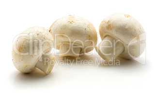 Raw champignons isolated on white