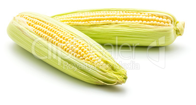 Fresh corn isolated on white