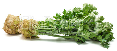 Fresh celery isolated on white