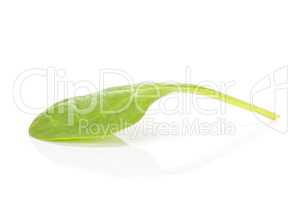 Fresh raw green spinach isolated on white