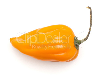 One Habanero chili top view orange hot pepper isolated on white