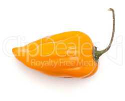 One Habanero chili top view orange hot pepper isolated on white
