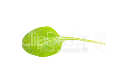 Fresh raw green spinach isolated on white