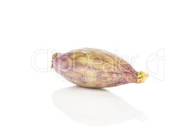 Fresh raw long shallot onion isolated on white