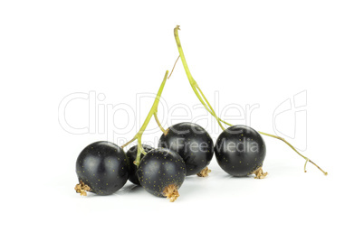 Fresh Raw Black Currant berry isolated on white