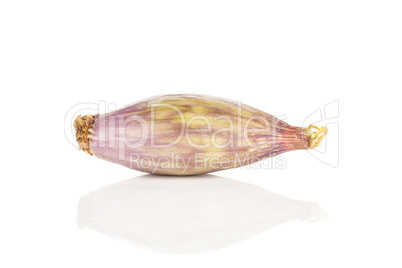 Fresh raw long shallot onion isolated on white