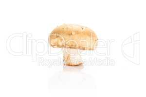 Fresh raw brown champignons isolated on white