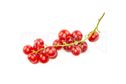 Fresh raw red currant isolated on white