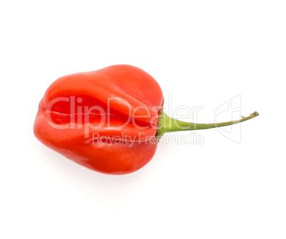 One Habanero chili top view red hot pepper isolated on white bac