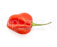 One Habanero chili top view red hot pepper isolated on white bac