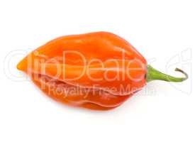 One Habanero chili top view red orange hot pepper isolated on wh