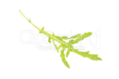 Fresh Raw Arugula (rucola) isolated on white