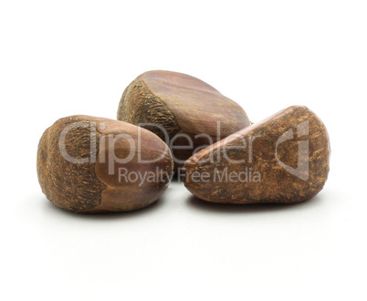 Raw edible Chestnut isolated on white