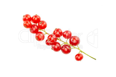 Fresh raw red currant isolated on white